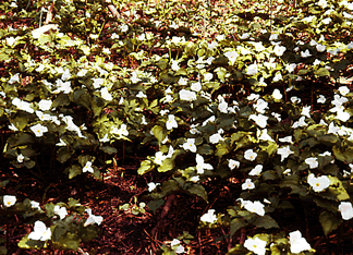 Trillium s0024s